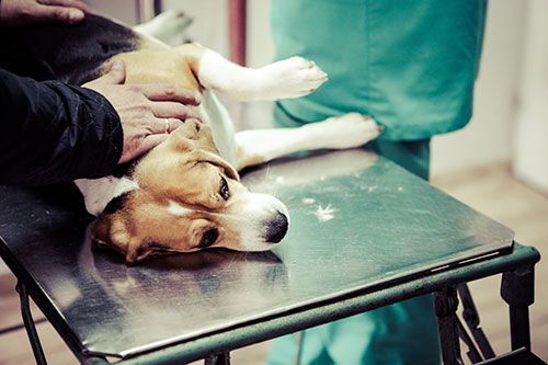 Clínica Veterinaria Arrigorriaga sosteniendo a perro