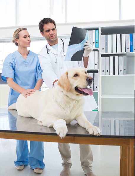 Clínica Veterinaria Arrigorriaga veterinarios examinando radiografías
