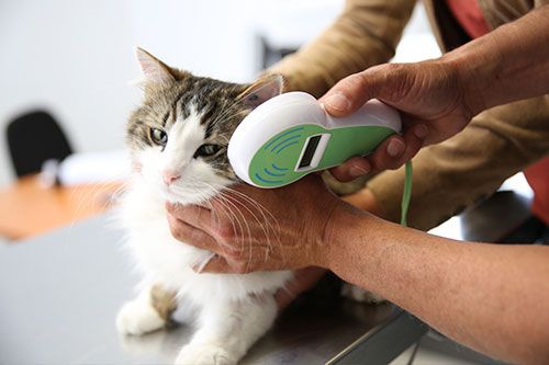 Clínica Veterinaria Arrigorriaga veterinario revisando a gato