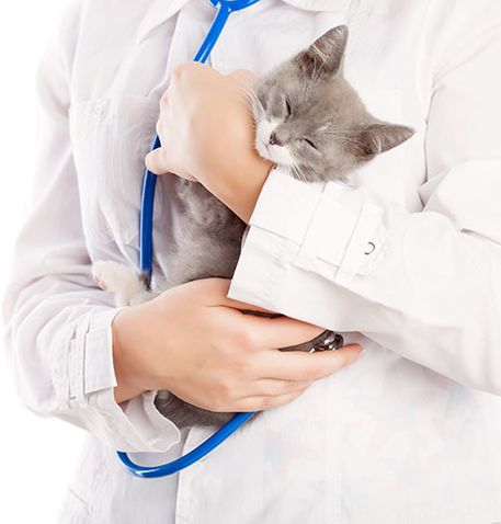Clínica Veterinaria Arrigorriaga veterinaria sosteniendo a gato